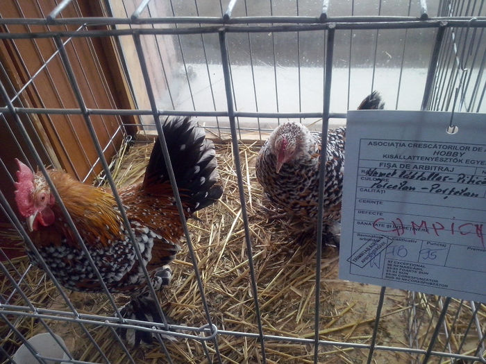 CAM01413 - 0 0 0 02 2014 EXPO MIERCUREA CIUC