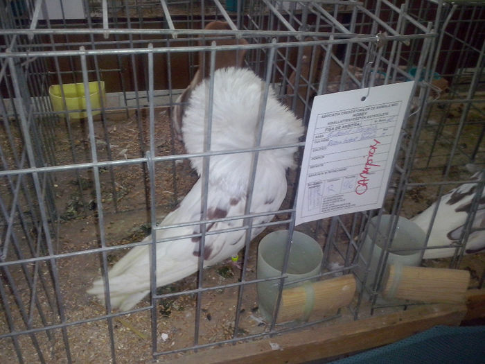 CAM01423 - 0 0 0 02 2014 EXPO MIERCUREA CIUC