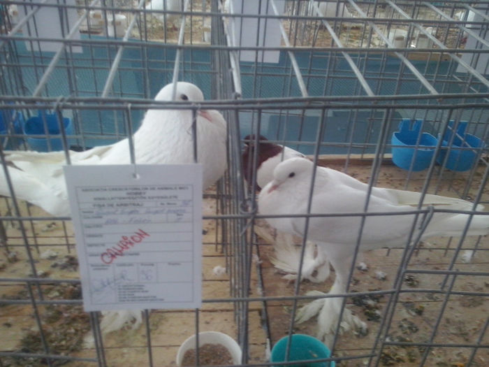 CAM01432 - 0 0 0 02 2014 EXPO MIERCUREA CIUC