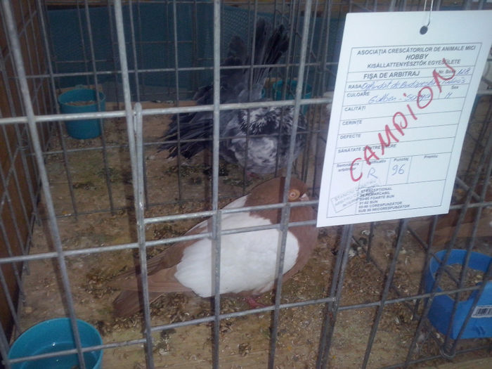 CAM01436 - 0 0 0 02 2014 EXPO MIERCUREA CIUC