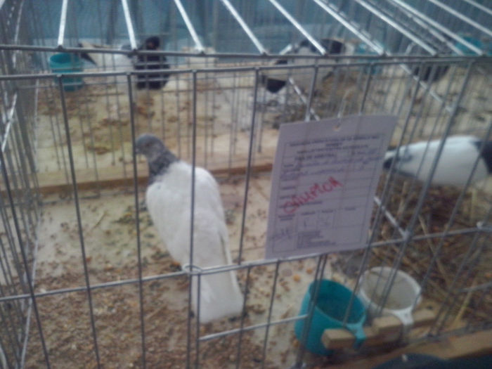 CAM01439 - 0 0 0 02 2014 EXPO MIERCUREA CIUC