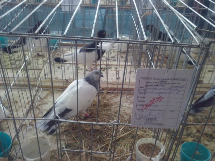 CAM01440 - 0 0 0 02 2014 EXPO MIERCUREA CIUC
