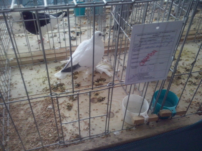CAM01441 - 0 0 0 02 2014 EXPO MIERCUREA CIUC