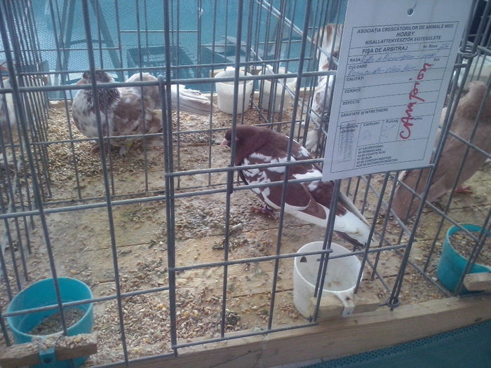 CAM01450 - 0 0 0 02 2014 EXPO MIERCUREA CIUC