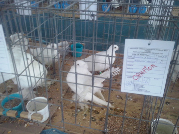 CAM01451 - 0 0 0 02 2014 EXPO MIERCUREA CIUC