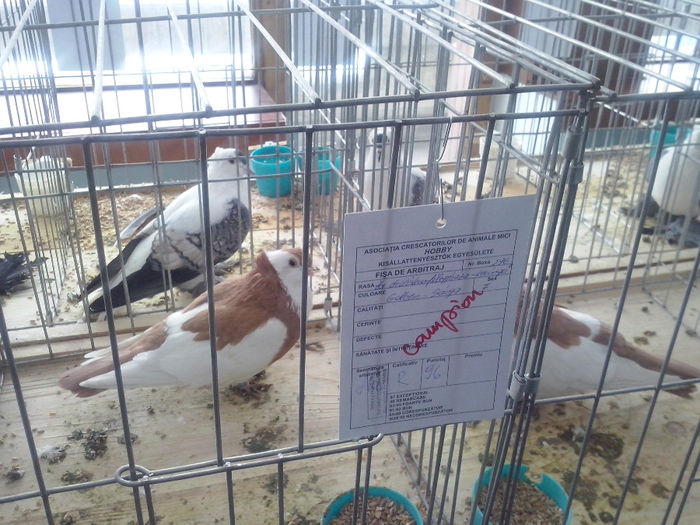 CAM01453 - 0 0 0 02 2014 EXPO MIERCUREA CIUC