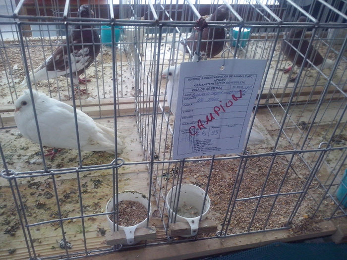 CAM01454 - 0 0 0 02 2014 EXPO MIERCUREA CIUC
