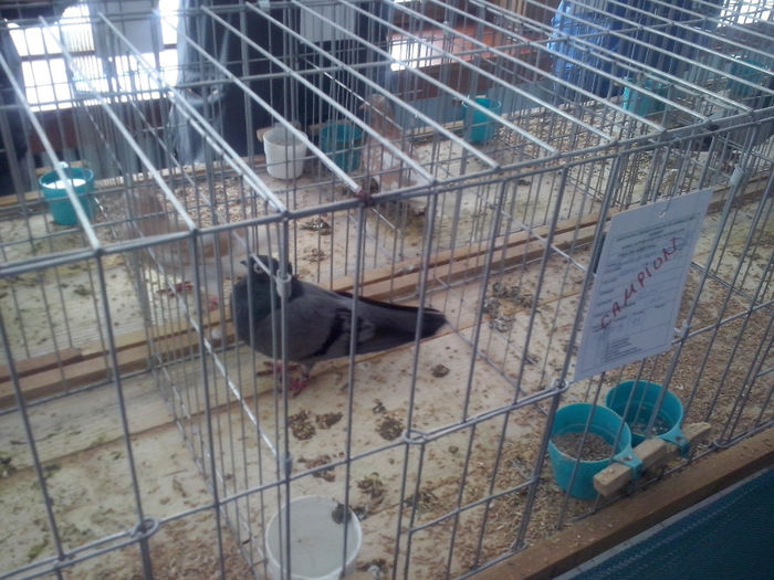 CAM01455 - 0 0 0 02 2014 EXPO MIERCUREA CIUC