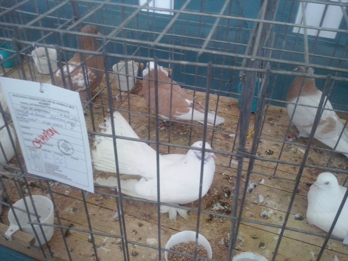 CAM01456 - 0 0 0 02 2014 EXPO MIERCUREA CIUC