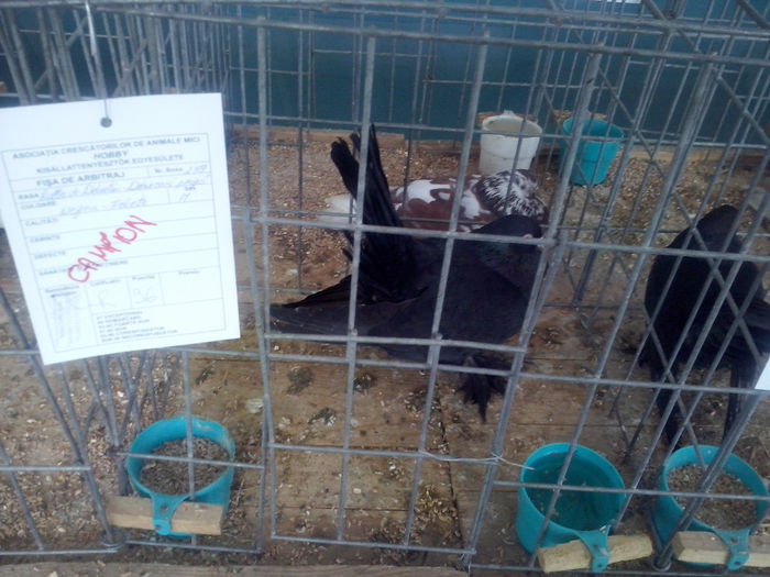 CAM01458 - 0 0 0 02 2014 EXPO MIERCUREA CIUC