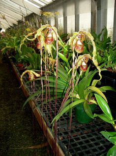 Phragmipedium- caudatum planta - b_bulbi extrem de rari
