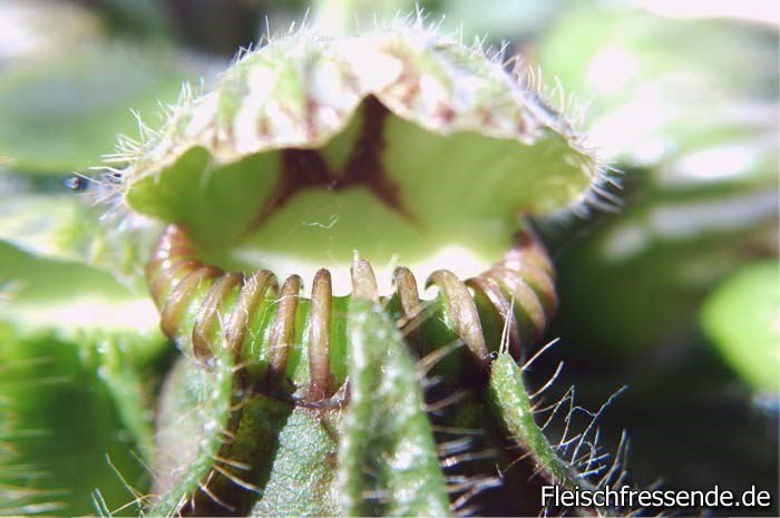 Cephalotus follicularis - Plante carnivore