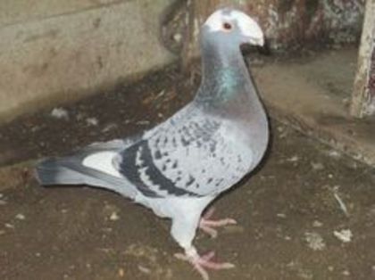 86215870_BZLJSHP3 f 2009 hu