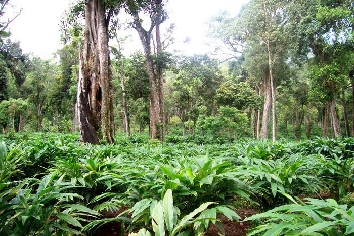 Cardamon sau nucsoara de seminte; (Elettaria cardamomum)face parte din familia ghimbirului
