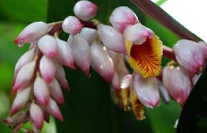 Cardamon-flori; (Elettaria cardamomum)
