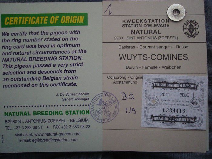 certificat origine - Wuyts-Comines de 2011 fem Belgia