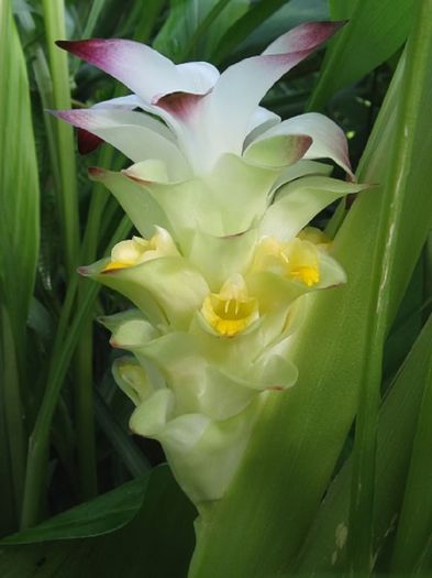 Curcuma-spic cu flori; (Curcuma longa)
