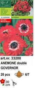 a7 - bulbi anemone