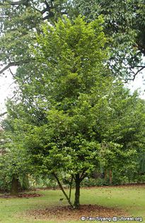 Nucsoara; (Myristica fragrans)originara din sudul Indiei
