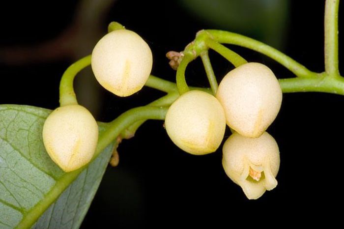 Nucsoara-flori; (Myristica fragrans)
