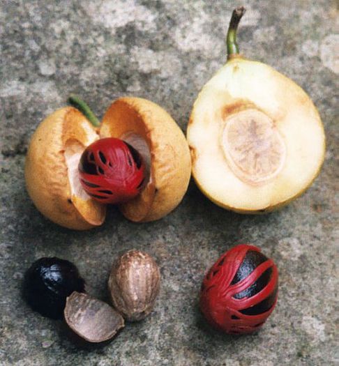 Nucsoara; (Myristica fragrans)
