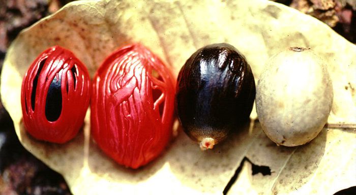Nucsoara-simbure crud; (Myristica fragrans)simburele,invelisul simburelui,miezul alb al simburelui
