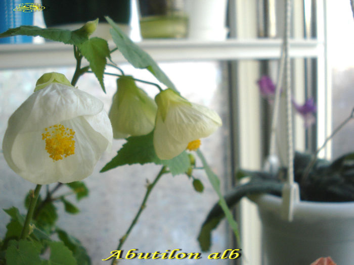 Abutilon alb(17-02-2014) - Abutiloni 2014