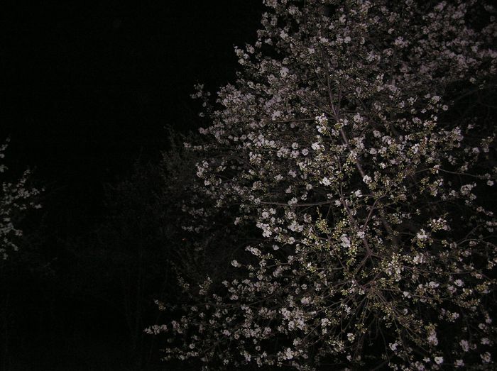 A INFLORIT CIRESUL    URAAAAA - fLORILE    LUI   TEO