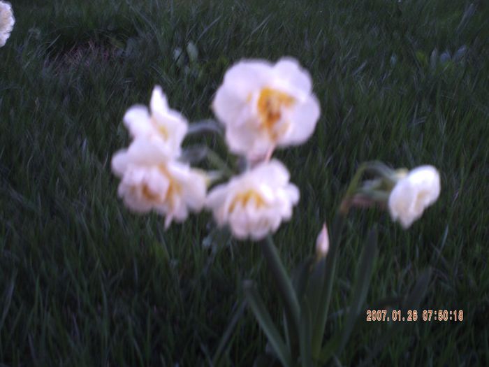 PICT0003; flori in curtea mea
