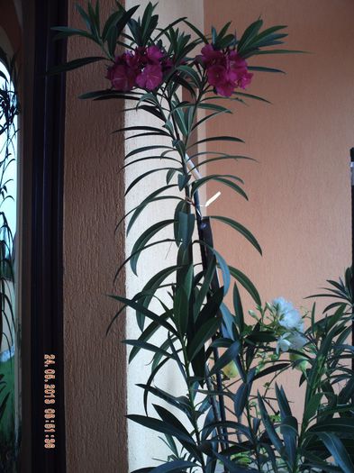 PICT0185; lenadrul meu
