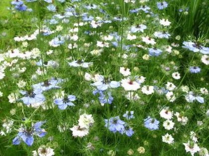 Negrilica sau chimen negru; (Nigella sativa)face parte din familia bujorului
