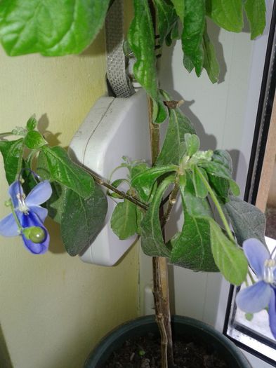 Fotografie-0146 - b2014 februarie