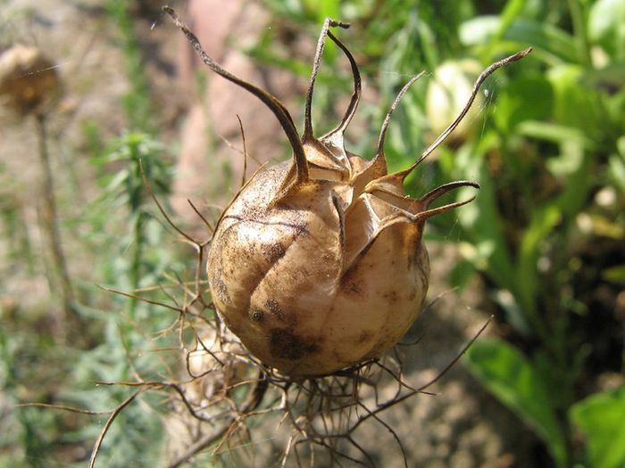 Negrilica-fruct uscat; (Nigella sativa)
