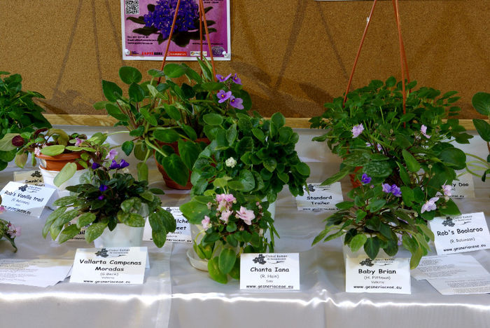 SG100886 - A - 14 - 17 Noiembrie 2013 Expozitie de violete africane si alte Gesneriaceae Bucuresti Romania