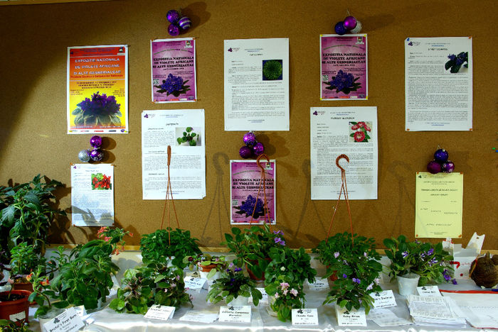 SG100887 - A - 14 - 17 Noiembrie 2013 Expozitie de violete africane si alte Gesneriaceae Bucuresti Romania
