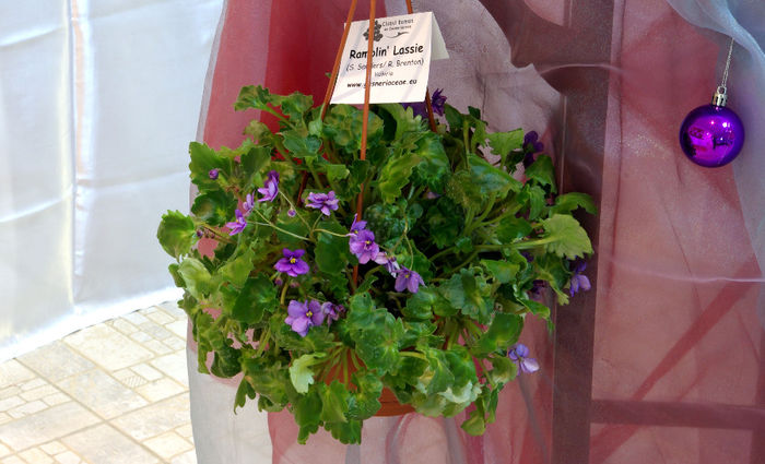 SG100891 - A - 14 - 17 Noiembrie 2013 Expozitie de violete africane si alte Gesneriaceae Bucuresti Romania