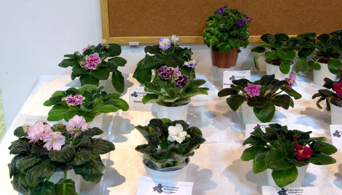 SG100892 - A - 14 - 17 Noiembrie 2013 Expozitie de violete africane si alte Gesneriaceae Bucuresti Romania