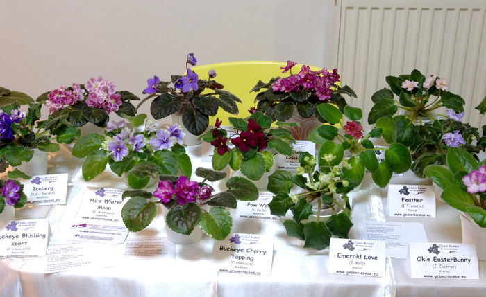 SG100896 - A - 14 - 17 Noiembrie 2013 Expozitie de violete africane si alte Gesneriaceae Bucuresti Romania