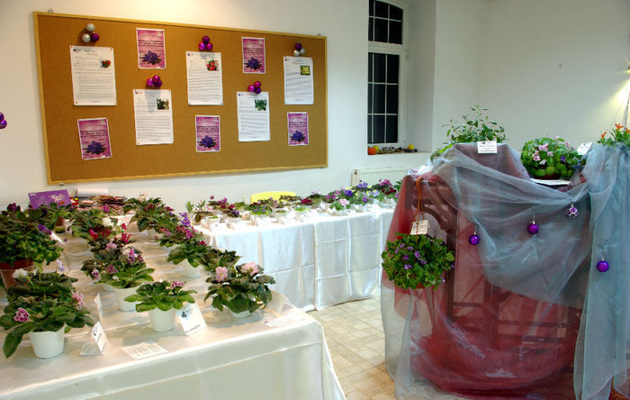 SG100911 - A - 14 - 17 Noiembrie 2013 Expozitie de violete africane si alte Gesneriaceae Bucuresti Romania