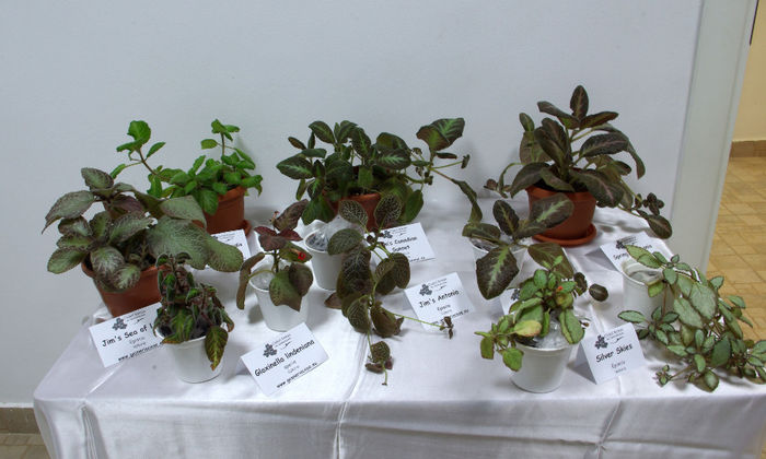 SG101075 - A - 14 - 17 Noiembrie 2013 Expozitie de violete africane si alte Gesneriaceae Bucuresti Romania