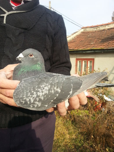 vinduta; femela 2013
