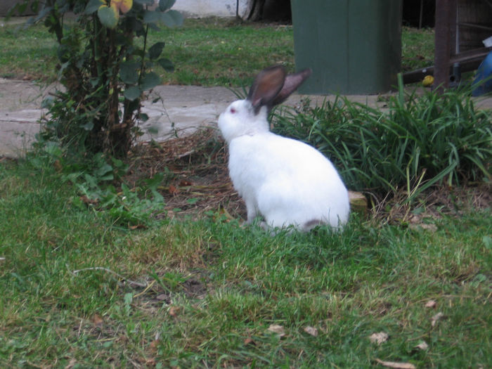 Transylvanian Giant Rabbit - 3 months old - 2013-Pui Urias de Transilvania