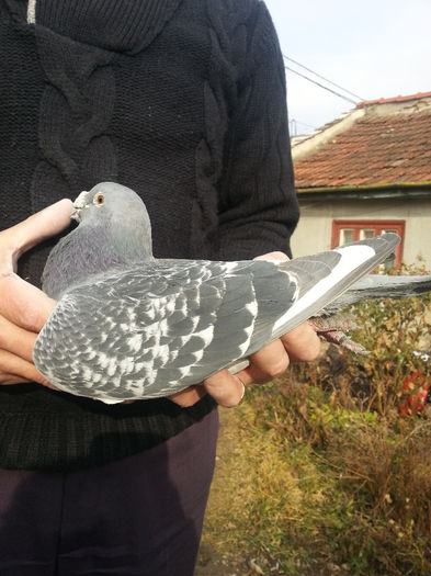 mascul 2012; mascul 2012
