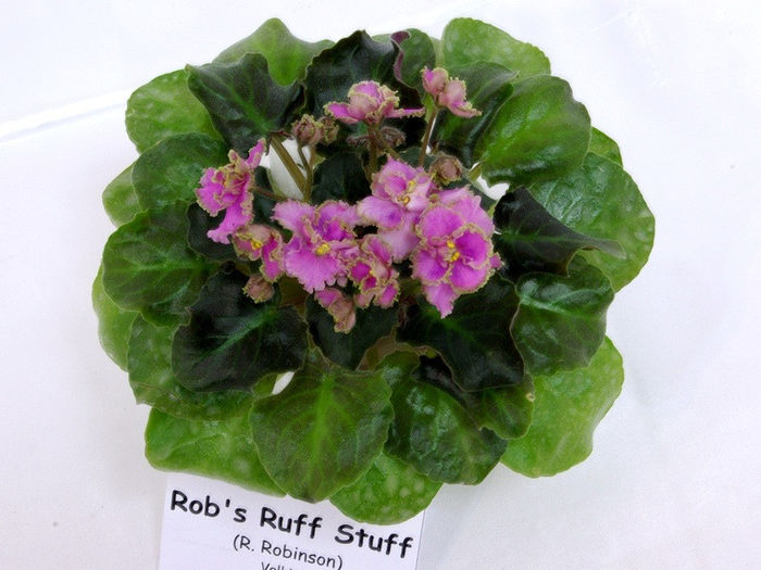 Rob's Ruff Stuff gesneriaceae.eu