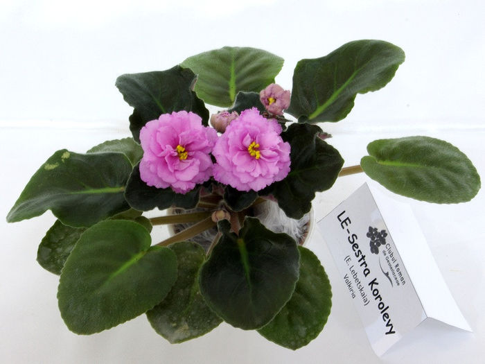 LE-Koroleva Dzhinerva - gesneriaceae.eu
