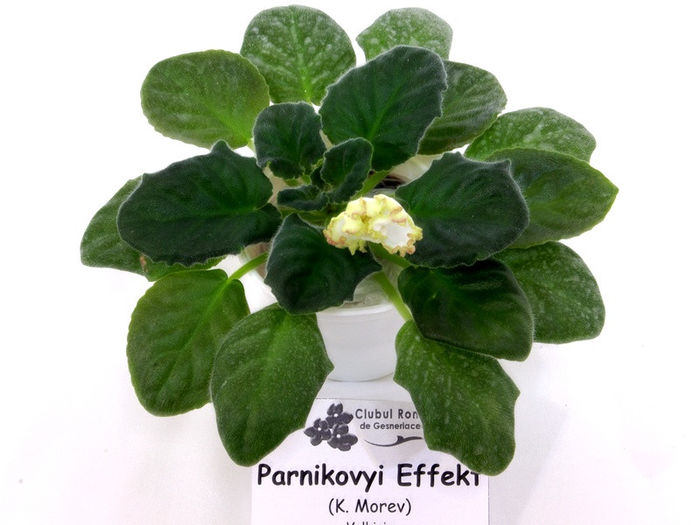 Parnikovyi Effekt gesneriaceae.eu