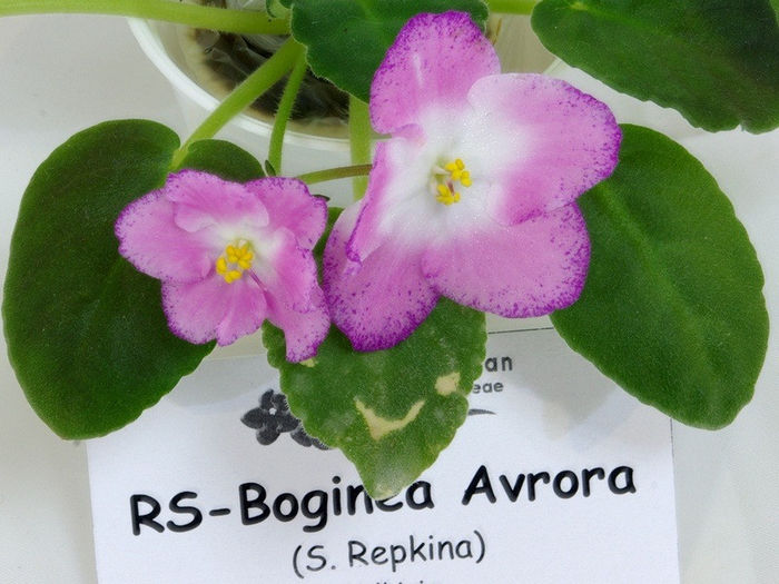 RS-Boginea Avrora gesneriaceae.eu - A - 14 - 17 Noiembrie 2013 Expozitie de violete africane si alte Gesneriaceae Bucuresti Romania