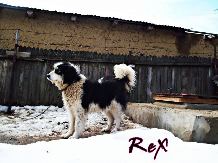 Rex