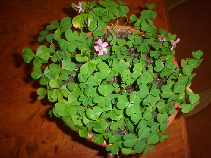 0xalis lasat in vegetatie peste iarna