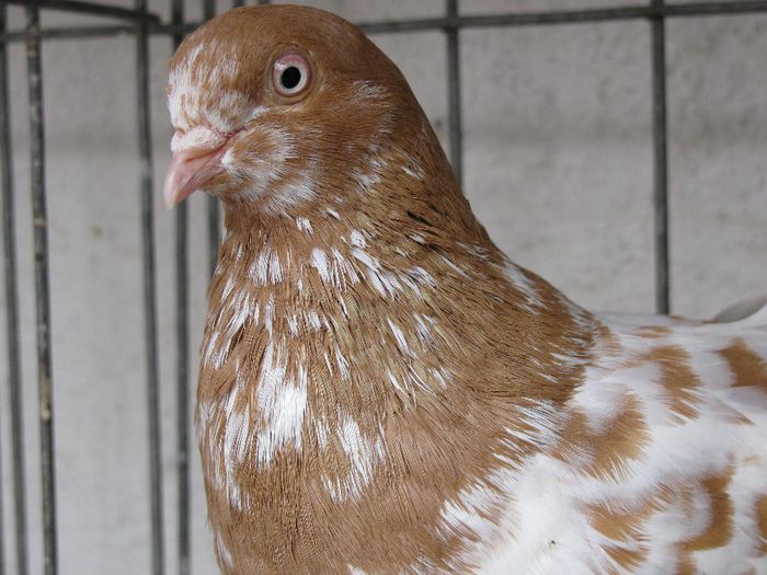 IMG_0393 - Tippler Galben